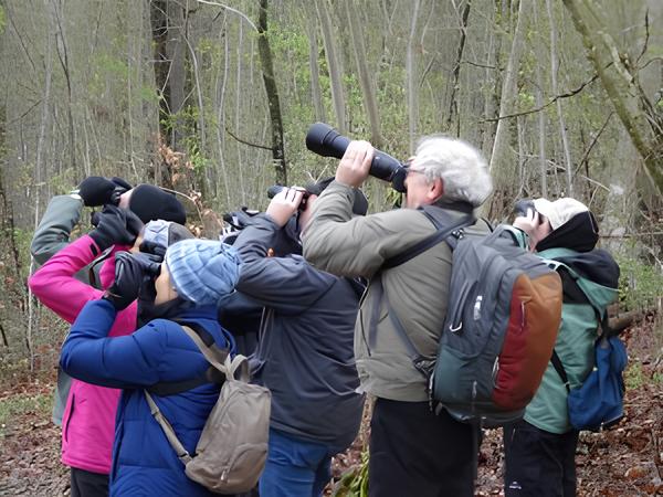 A group of Centrepoint members with their binoculars or cameras held to their eyes bird watching in a wood