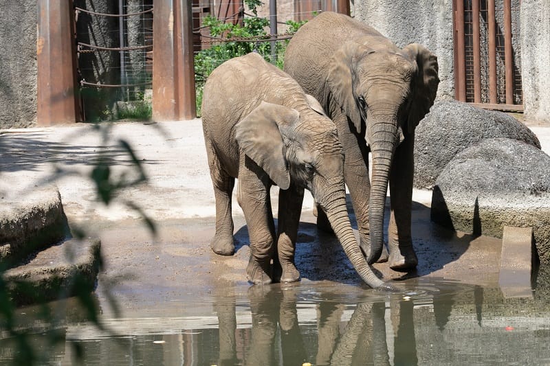 Elephants at Basel Zoo