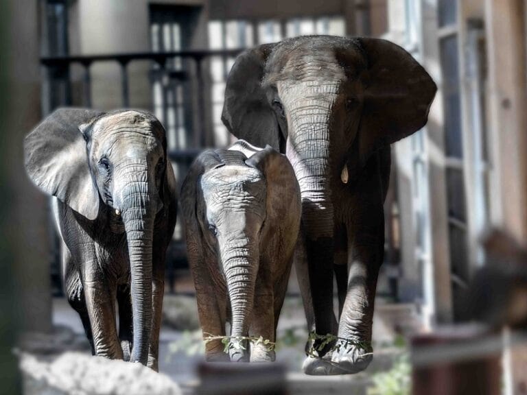 Elephants in Basel Zoo