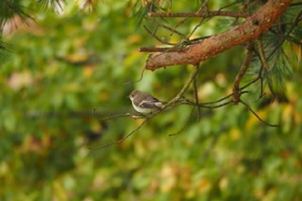 Centrepoint Birdwatching group