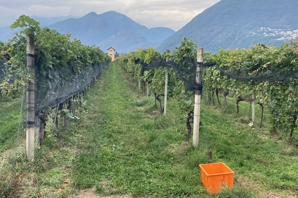 Ticino vineyard