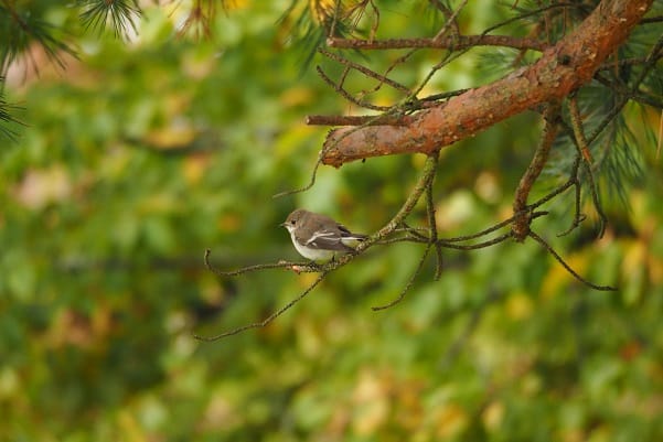 birdwatching group